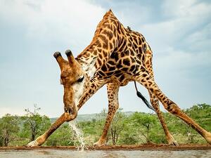 The private game reserve has around ten wildlife-rich hides which are specifically adapted for photographers to snap away without causing distress in the majestic beasts' natural habitat (Dailymail/S.Roos)