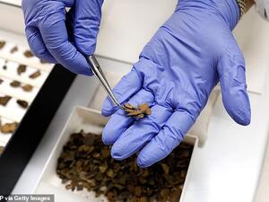 Real pieces of Dead Sea Scrolls like the one pictured had a number of discrepancies compared to the faked counterparts, including the materials on which they were inscribed (stock). (AFP/File)