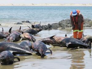 Namibia despatched scientists to research on deaths of 86 dolphins (Twitter)