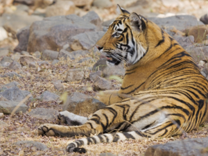 (Shutterstock/ File Photo)