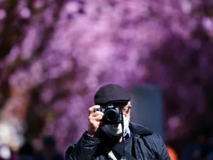 A man with a protection mask takes pictures of blooming cherry trees at the Heerstrasse street in Bonn, western Germany on April 5, 2020 amid the spread of the novel coronavirus COVID-19. The cherry blossom street in Bonn became famous after photographers started posting pictures of it on the web in the 1980s. Ina FASSBENDER / AFP