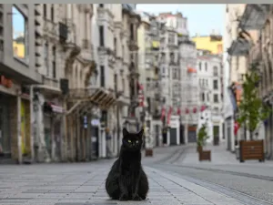 A stray cat stays on empty Istiklal street, the main shopping center of Istanbul, on April 19, 2020, as Turkish government announced a two-day curfew to prevent the spread of the epidemic COVID-19 caused by the novel coronavirus. Ozan KOSE / AFP