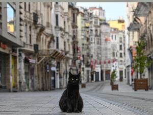 A stray cat stays on empty Istiklal street, the main shopping center of Istanbul, on April 19, 2020, as Turkish government announced a two-day curfew to prevent the spread of the epidemic COVID-19 caused by the novel coronavirus. Ozan KOSE / AFP