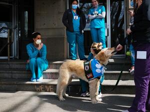 Nurses at Mount Sinai Hospital sit during a break with a therapy dog on April 07, 2020 in New York City. Hospitals in New York City, which has been especially hard hit by the coronavirus, are facing shortages of beds, ventilators and protective equipment for medical staff. Spencer Platt/Getty Images/AFP