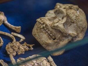 Little Foot’s fossilised hominid skeleton on display at the University of the Witwatersrand in Johannesburg. Picture: AFP