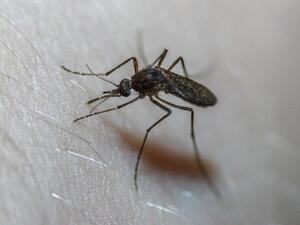 4 طرق طبيعية لطرد الحشرات المنزلية