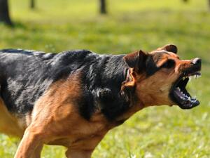 (Shutterstock/ File Photo)