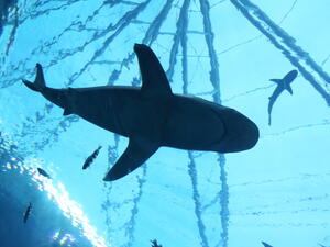 (Shutterstock/ File Photo)