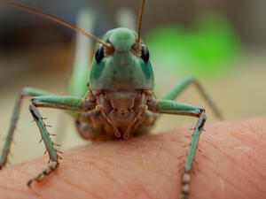 Locust (Shutterstock)