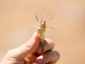 (Shutterstock/ File Photo)