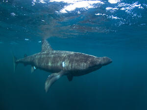 (Shutterstock/ File Photo)