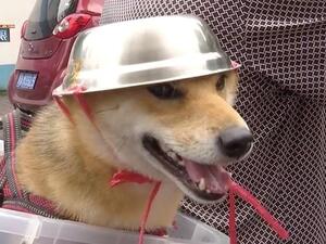 Viral footage released by local media shows the pooch fastened with ropes while sitting in a plastic basket on the moving moped in the Chinese eastern city Hangzhou, Zhejiang province (Weibo/DailyMail)