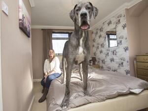 An enormous Great Dane called Freddy is officially a record-breaker after being crowned the world’s tallest dog (Twitter)