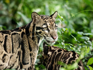 Clouded Leopard. (Shutterstock/ File Photo)