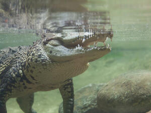 (Shutterstock/ File Photo)