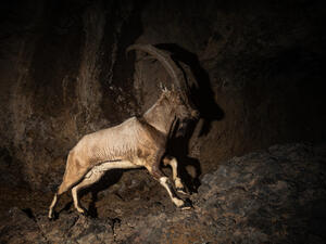 Wild bezoar goat in the nature habitat  (Shutterstock)	