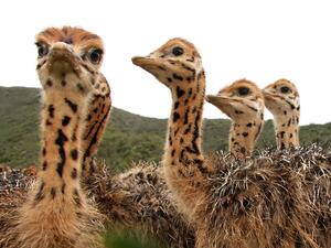 Inquisitive baby ostrich chicks with spotted necks  (Shutterstock)	