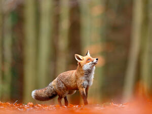 (Shutterstock/ File Photo)