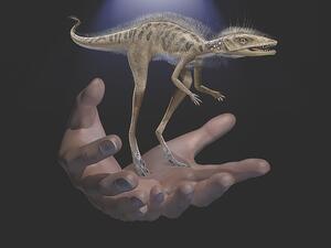 Life restoration of Kongonaphon kely , a newly described reptile near the ancestry of dinosaurs and pterosaurs, shown to scale with human hands. (American Museum of Natural History)
