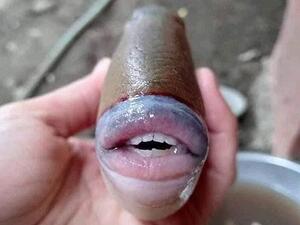 Experts at the WWF say the 'creepy' catch could be a  Blackpatch triggerfish. (@raff_nasir/ Twitter)