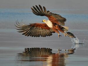 Fish eagle (Twitter)