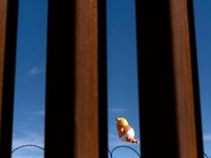 A Donald Trump balloon glimpsed through the US-Mexico border fence. Guillermo Arias / AFP