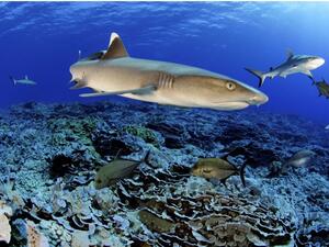 National Geographic Abu Dhabi Launches Sharkfest 2020 Starting on 5th August 2020 at 9 PM UAE Time/8 PM KSA Time
