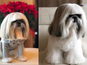 Bontenmaru, five, who is named after a Japanese samurai, and lives in Tokyo, has become an internet star racking up more than 22,000 Instagram followers. (Instagram/ @bonten._.maru)