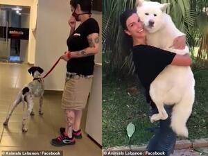 Around 20 cats and dogs have been given back to their worried owners so far. (Animals Lebanon/ Facebook)