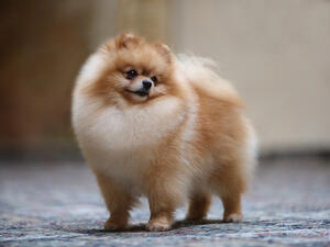 Pomeranian portrait dog  (Shutterstock)	