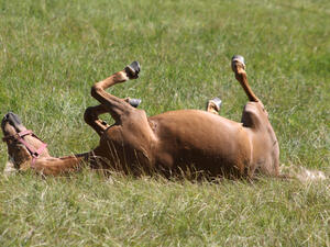 Agriculture Minister Julien Denormandie described the incidents as "acts of barbarism" in a tweet. (Shutterstock/ File Photo)