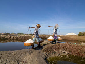 salt farmers working keep sea in a basket on a salt farm. (Shutterstock/ File Photo)
