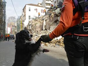 A sniffer dog used by Chilean rescuers on last night responded to a scent from the site of a collapsed building in the Gemmayzeh area, the city's governor told reporters at the scene.  JOSEPH EID / AFP