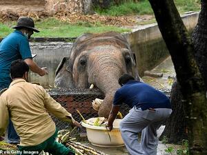 Local wildlife officials and veterinarians of Four Paws International, feed Kavaan, the elephant slated to be moved to a sanctuary in Cambodia after it became the subject of a high-profile rights campaign backed by music star Cher, in Islamabad. (AFP)