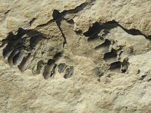 This photo shows animal fossils eroding out of the surface of the Alathar ancient lake deposit. A total of 233 fossils were found at the site, as well as footprints  (AFP)