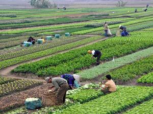 كلفة استصلاح الفدان عالية وتصل إلى 200 ألف جنيه