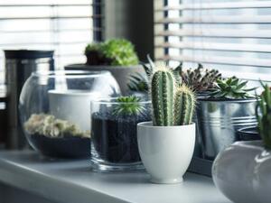 هذه النباتات المنزلية يمكن أن تجعلك أكثر صحة