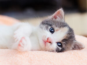 (Shutterstock/ File Photo)