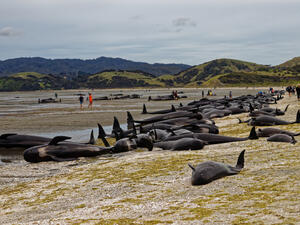 (Shutterstock/ File Photo)