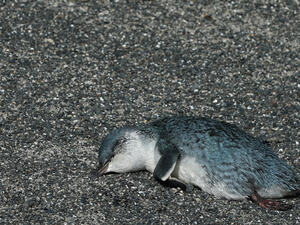 (Shutterstock/ File Photo)