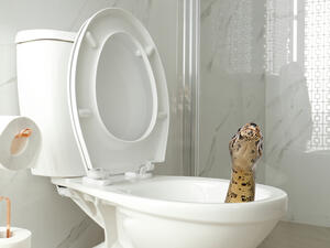 Siraphop Masukarat, 18, (pictured) went to the loo on Tuesday evening when he felt a sudden searing pain in his manhood (Shutterstock/ File Photo)