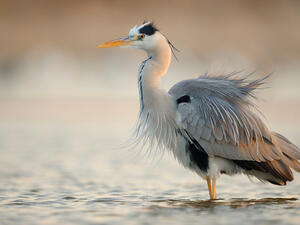 Grey Heron. (Shutterstock/ File Photo)