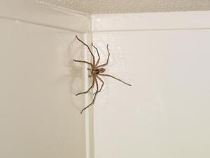 يجب أن تؤدي زراعة شجرة الأوكالبتوس أيضا إلى إبعاد العناكب. يجب أن تؤدي زراعة شجرة الأوكالبتوس أيضا إلى إبعاد العناكب.