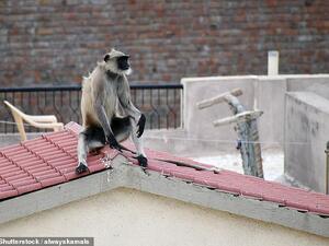 (Shutterstock/ File Photo)