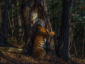 A rare, hopeful image of a Siberian tiger in Russia's Far East won Russian photographer Sergey Gorshkov the honor of Wildlife Photographer of the Year (Twitter)