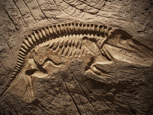 Model Dinosaur fossil. (Shutterstock/ File Photo)