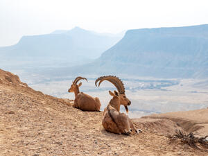 The Nubian ibex (Capra nubiana) is a desert-dwelling goat species found in mountainous areas of Algeria, Egypt, Ethiopia, Eritrea, Israel, Jordan, Lebanon, Oman, Saudi Arabia, Sudan, and Yemen  (Shutterstock)	