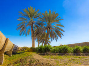 Ahsa oasis is located in the middle deserts of Saudi Arabia. It is famous of the wide spread of palm trees.  (Shutterstock/ File Photo)