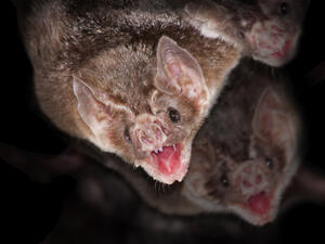 Vampire bats   (Shutterstock)