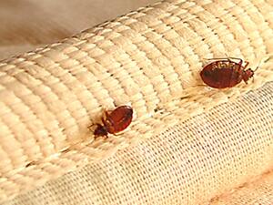 ويموت بق الفراش عندما تصل درجة حرارة أجسامها إلى 45 درجة مئوية ويموت بق الفراش عندما تصل درجة حرارة أجسامها إلى 45 درجة مئوية